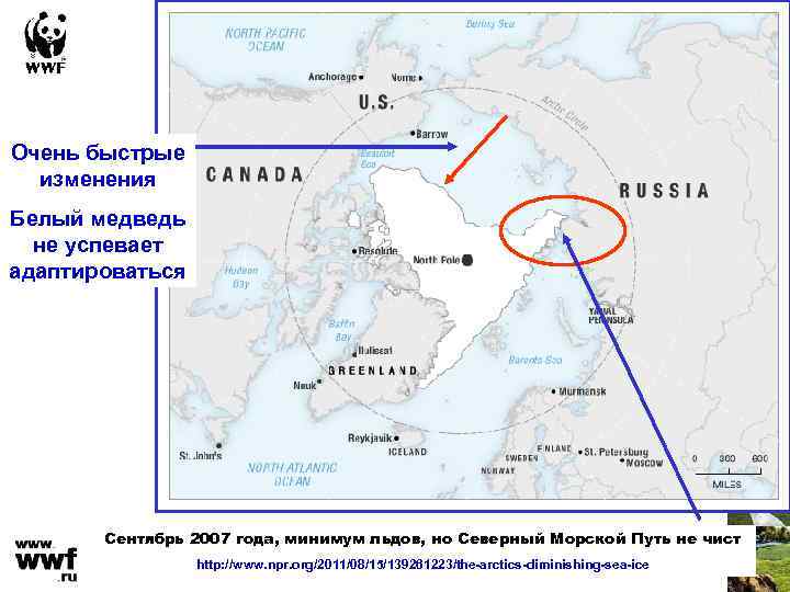 Очень быстрые изменения Белый медведь не успевает адаптироваться Сентябрь 2007 года, минимум льдов, но