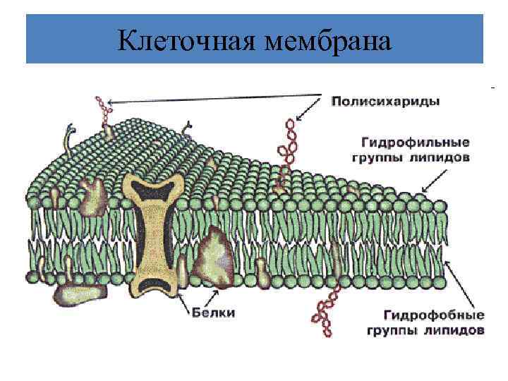 Клеточная мембрана 