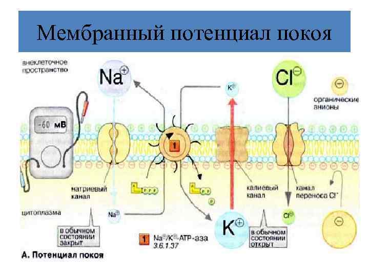 Мембранный потенциал покоя 