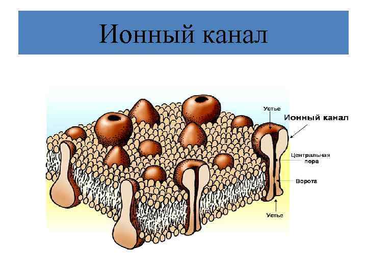 Ионный канал 