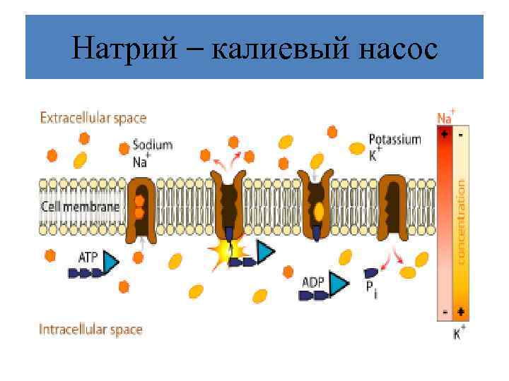 Натрий – калиевый насос 