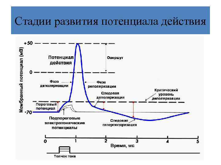 Стадии развития потенциала действия 