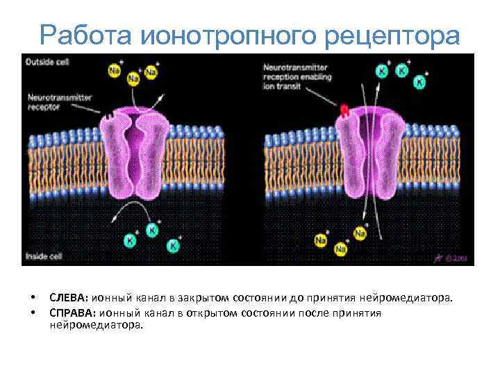 Работа ионотропного рецептора • • СЛЕВА: ионный канал в закрытом состоянии до принятия нейромедиатора.