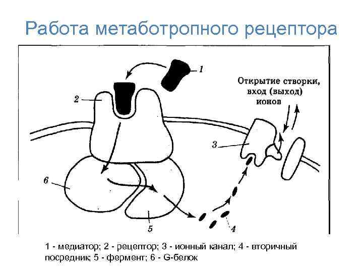 Работа метаботропного рецептора 1 - медиатор; 2 - рецептор; 3 - ионный канал; 4