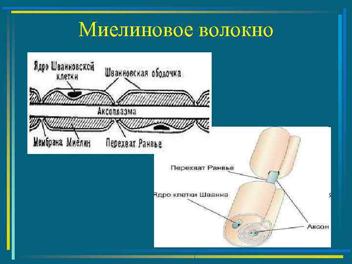 Миелиновое волокно 