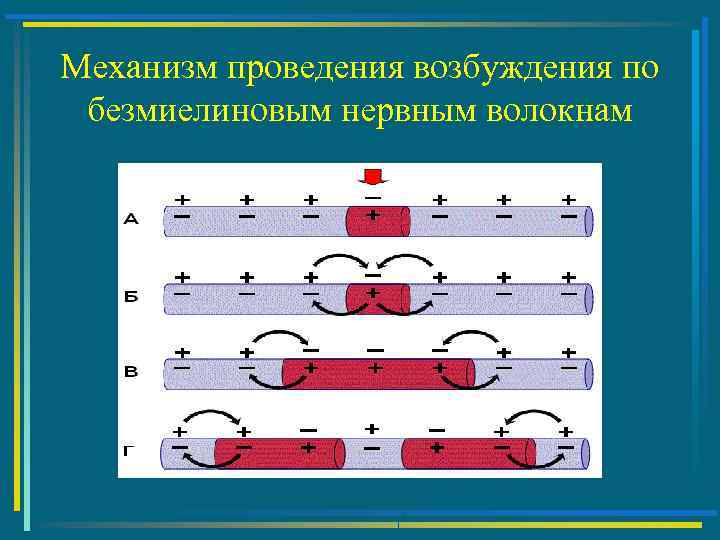 Механизм проведения возбуждения по безмиелиновым нервным волокнам 