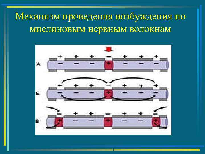 Механизм проведения возбуждения по миелиновым нервным волокнам 