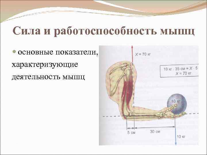 Сила и работоспособность мышц основные показатели, характеризующие деятельность мышц 