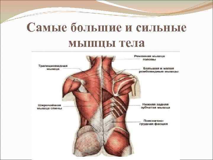 Самые большие и сильные мышцы тела 