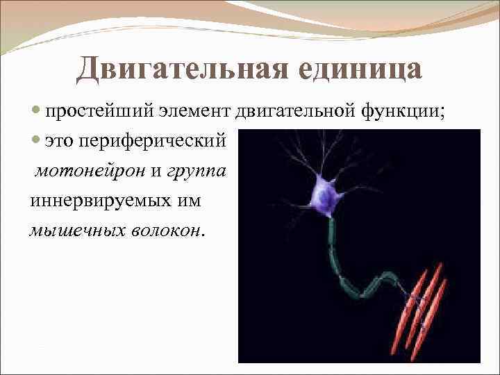 Двигательная единица простейший элемент двигательной функции; это периферический мотонейрон и группа иннервируемых им мышечных