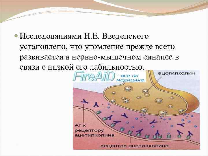  Исследованиями Н. Е. Введенского установлено, что утомление прежде всего развивается в нервно-мышечном синапсе