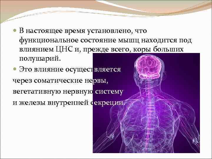  В настоящее время установлено, что функциональное состояние мышц находится под влиянием ЦНС и,