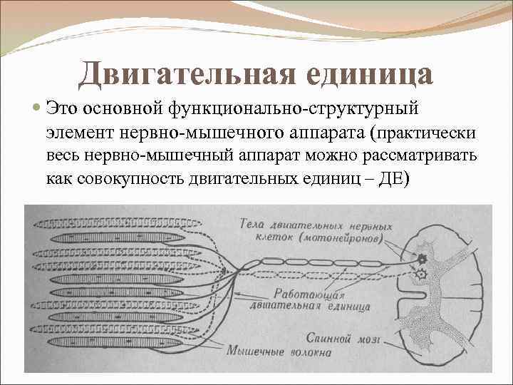 Двигательная единица Это основной функционально-структурный элемент нервно-мышечного аппарата (практически весь нервно-мышечный аппарат можно рассматривать