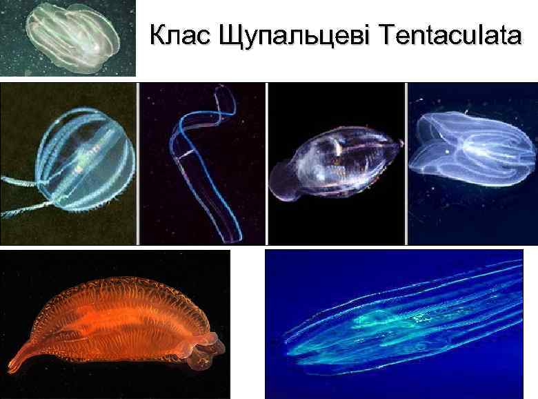 50. Тип щупальцевые (tentaculata)