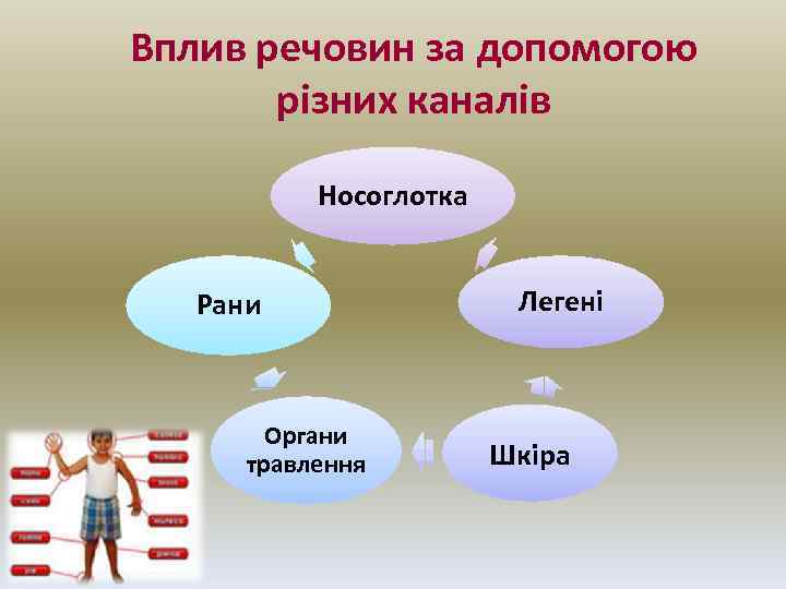Вплив речовин за допомогою різних каналів Носоглотка Рани Органи травлення Легені Шкіра 