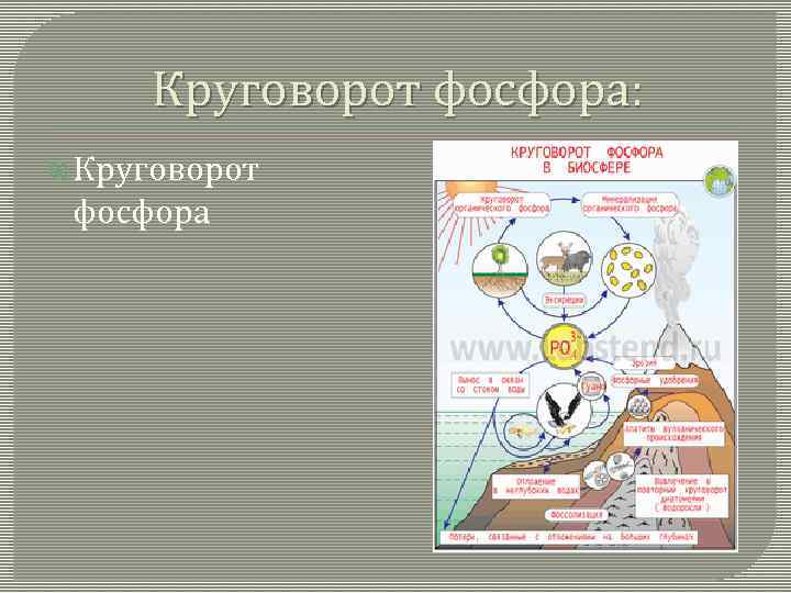 Круговорот фосфора: Круговорот фосфора 