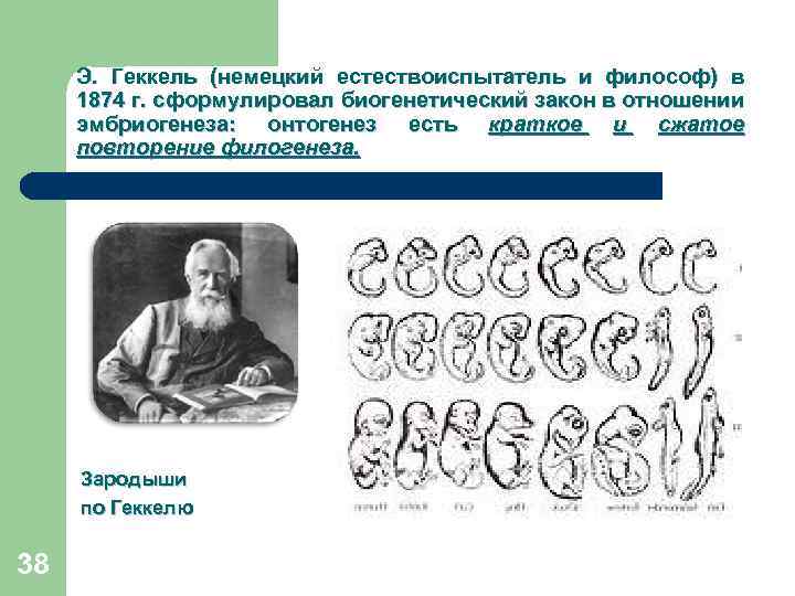 Биогенетический закон сформулировали