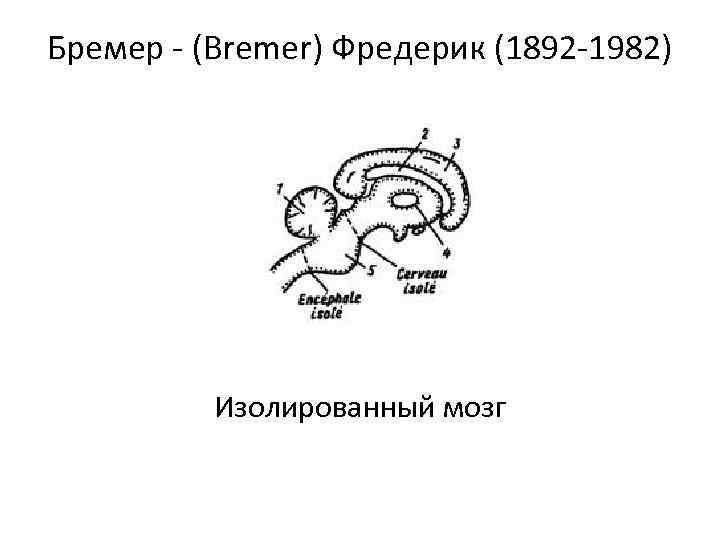 Бремер (Bremer) Фредерик (1892 1982) Изолированный мозг 