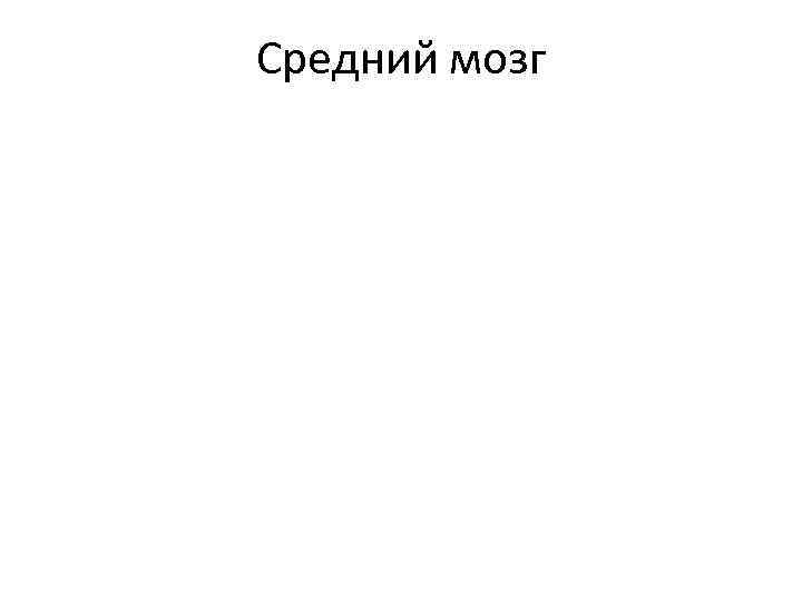 Средний мозг 