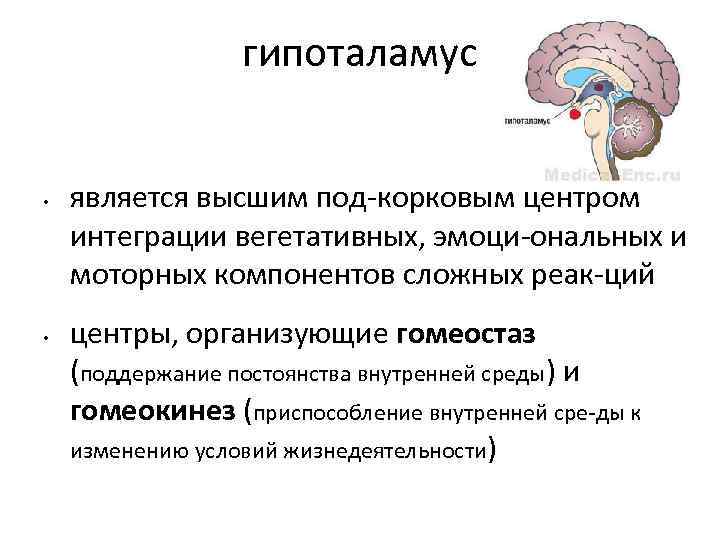 Гипоталамус функции