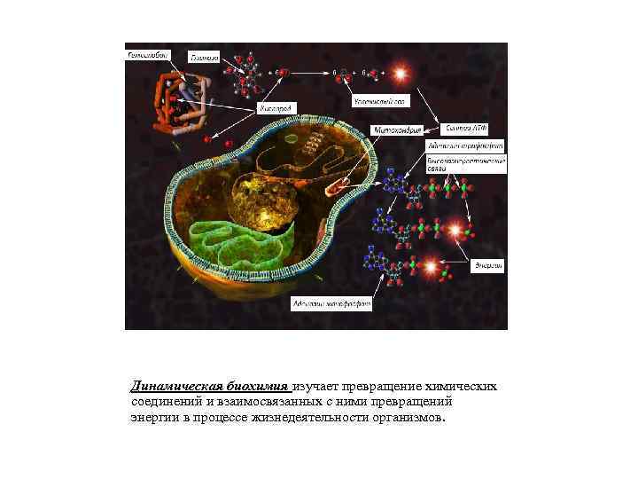 Динамическая биохимия изучает превращение химических соединений и взаимосвязанных с ними превращений энергии в процессе