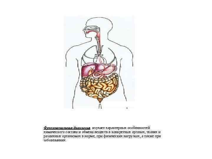 Функциональная биохимия изучает характерных особенностей химического состава и обмена веществ в конкретных органах, тканях