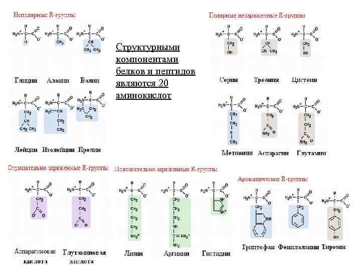 Структурными компонентами белков и пептидов являются 20 аминокислот 