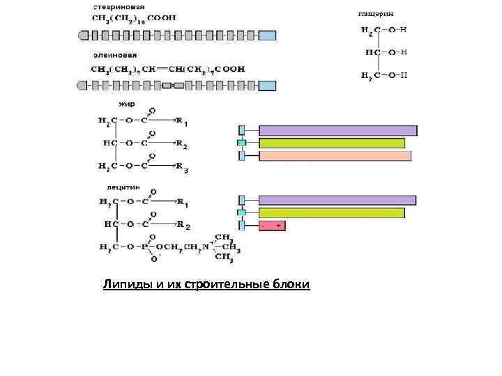 Липиды и их строительные блоки 