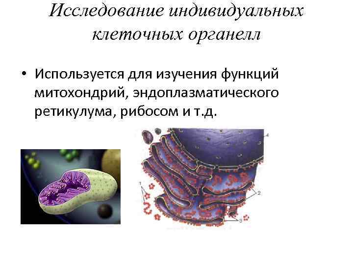 Исследование индивидуальных клеточных органелл • Используется для изучения функций митохондрий, эндоплазматического ретикулума, рибосом и