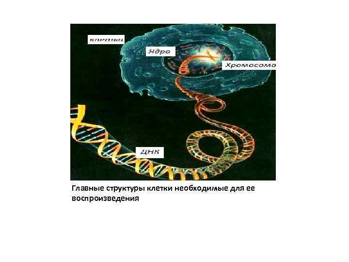 Главные структуры клетки необходимые для ее воспроизведения 
