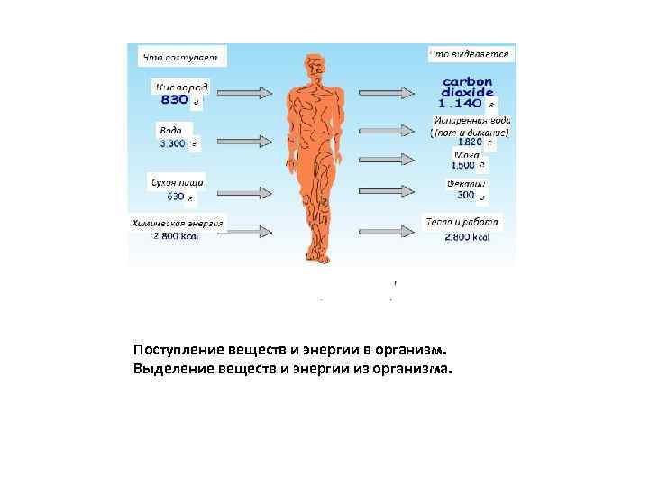 Поступление веществ и энергии в организм. Выделение веществ и энергии из организма. 