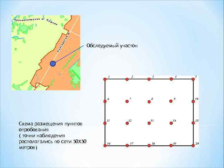 Обследуемый участок Схема размещения пунктов опробования ( точки наблюдения располагались по сети 50 Х