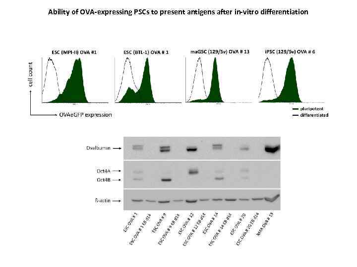 Ability of OVA-expressing PSCs to present antigens after in-vitro differentiation 