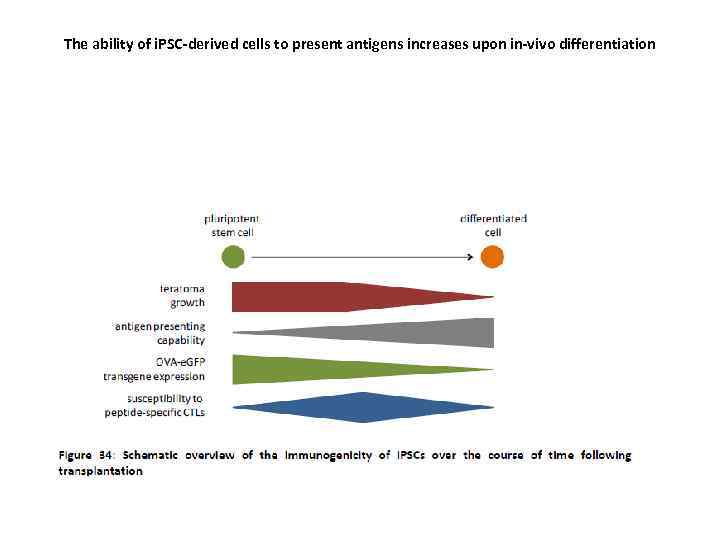 The ability of i. PSC-derived cells to present antigens increases upon in-vivo differentiation 