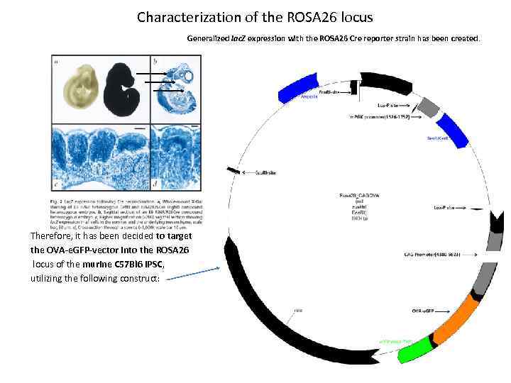 Characterization of the ROSA 26 locus Generalized lac. Z expression with the ROSA 26