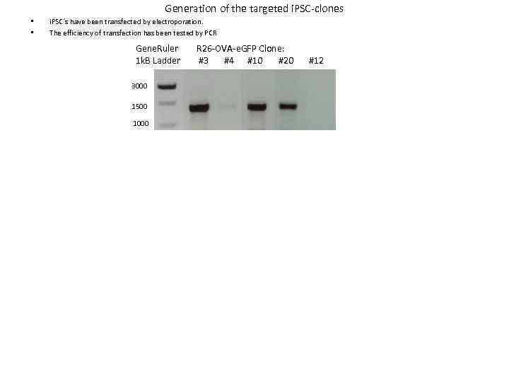 Generation of the targeted i. PSC-clones • • i. PSC´s have been transfected by