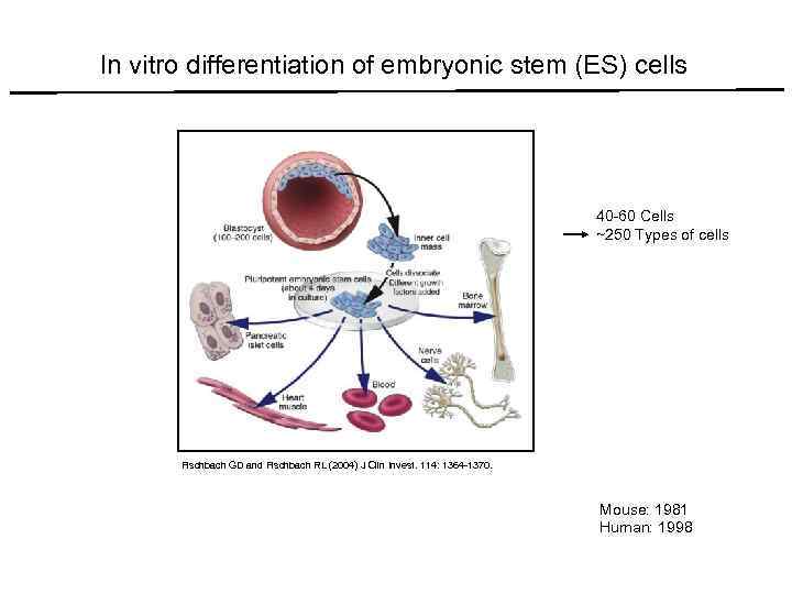 In vitro differentiation of embryonic stem (ES) cells 40 -60 Cells ~250 Types of