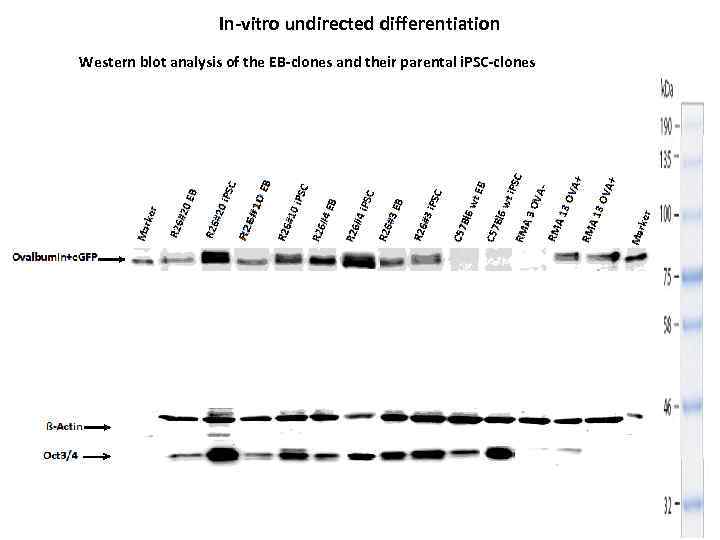 In-vitro undirected differentiation Western blot analysis of the EB-clones and their parental i. PSC-clones