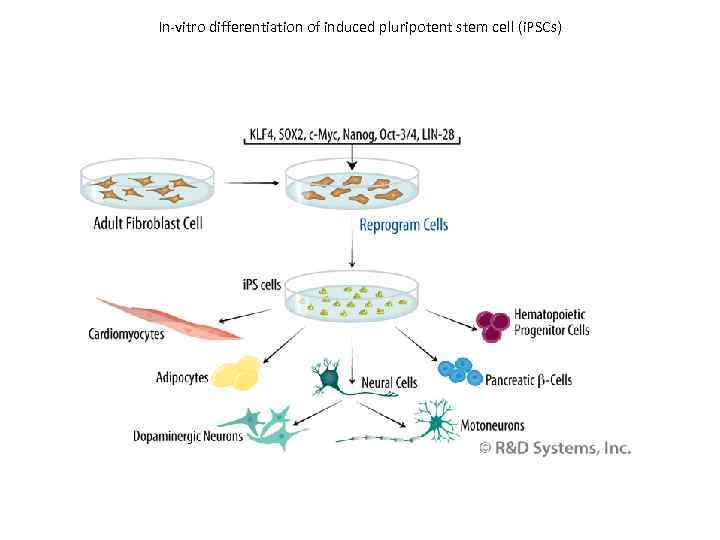 In-vitro differentiation of induced pluripotent stem cell (i. PSCs) 