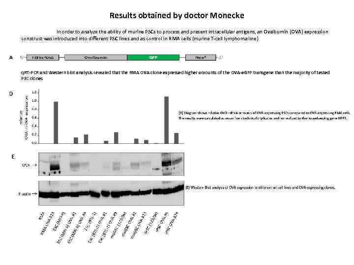 Results obtained by doctor Monecke In order to analyze the ability of murine PSCs