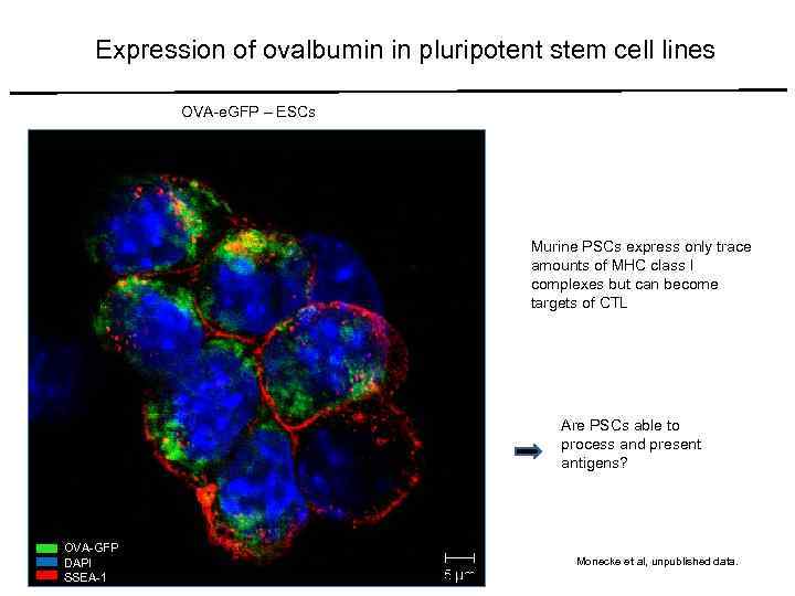 Expression of ovalbumin in pluripotent stem cell lines OVA-e. GFP – ESCs Murine PSCs