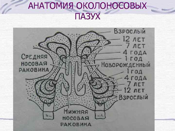 АНАТОМИЯ ОКОЛОНОСОВЫХ ПАЗУХ 