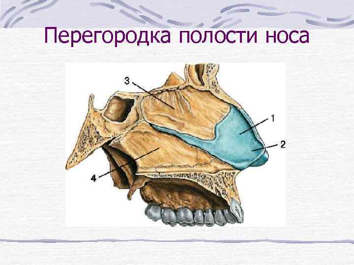 Перегородка полости носа 