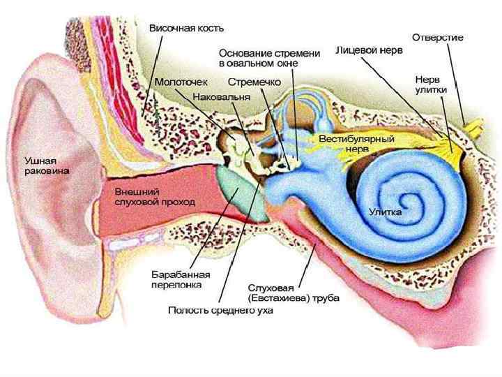 Внутренняя капсула анатомия клиническая картина поражения
