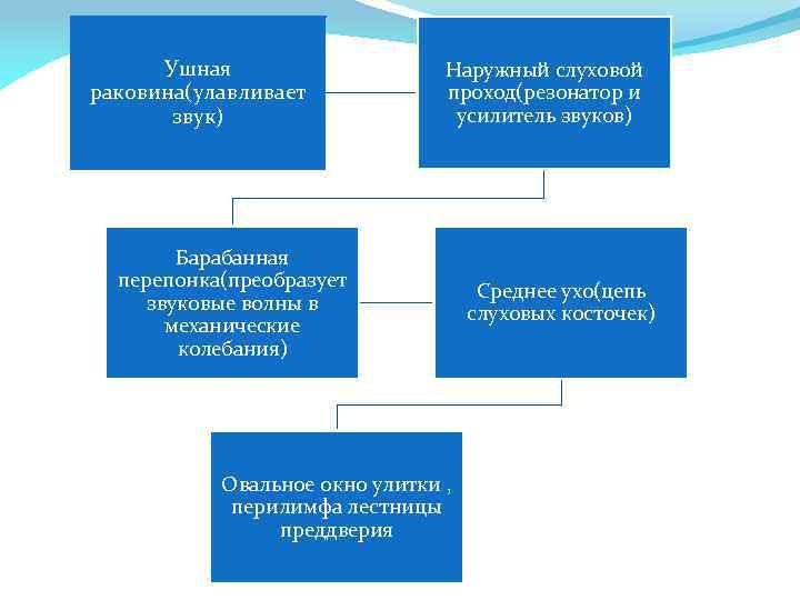 Ушная раковина(улавливает звук) Наружный слуховой проход(резонатор и усилитель звуков) Барабанная перепонка(преобразует звуковые волны в