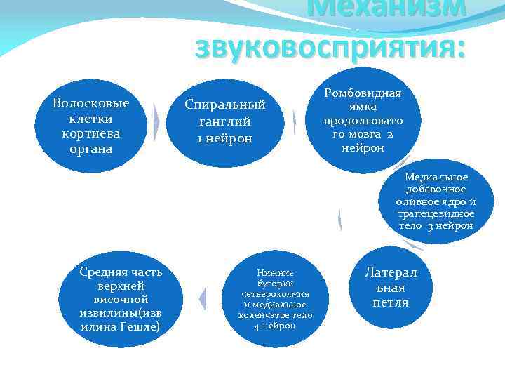 Механизм звуковосприятия: Волосковые клетки кортиева органа Спиральный ганглий 1 нейрон Ромбовидная ямка продолговато го