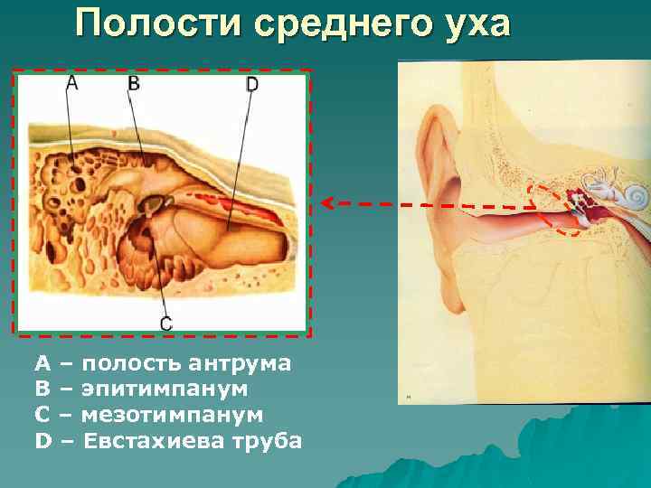 Полости среднего уха A – полость антрума B – эпитимпанум C – мезотимпанум D