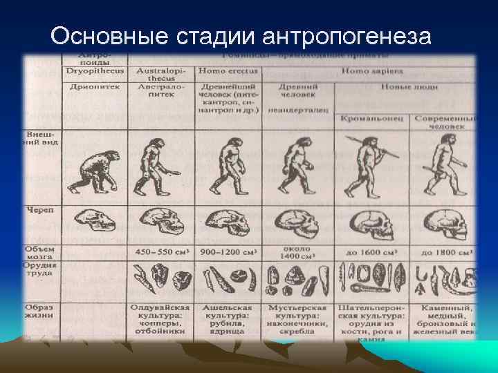 Презентация на тему происхождение человека антропогенез