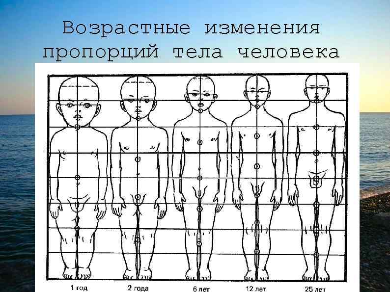Возрастные изменения личности. Анатомия пропорции тела и Возраст человека. Возрастные изменения пропорций тела человека. Ребенок анатомия пропорции. Пропорции человека в разном возрасте.