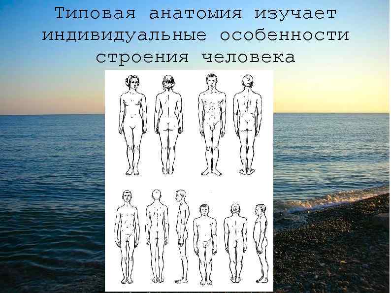 Типовая анатомия изучает индивидуальные особенности строения человека 